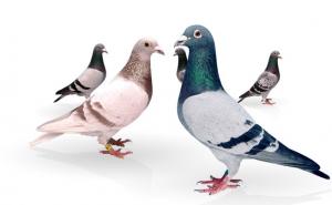 Περιστέρια - Φίλοι ή επικίνδυνοι εχθροί;